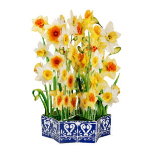Daffodil Flower Basket Pop-up Card